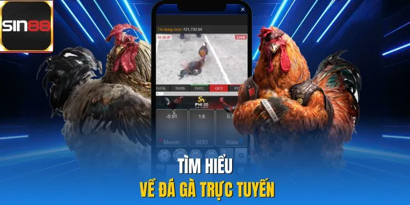 Tìm hiểu về đá gà trực tuyến